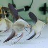 Bulgarian Green Seal Point Angelfish