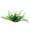 Aqua One Ruffled Lace Plant