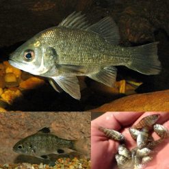 Australian Bass