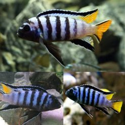 Elongatus Mpanga Cichlid