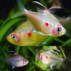 Bleeding Heart Tetra