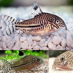 Leopard Cory Catfish