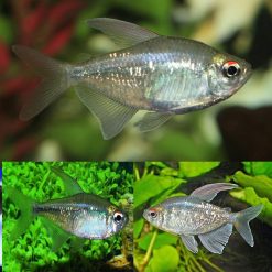 Diamond Tetra