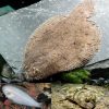 Freshwater Sole Flounder Medium