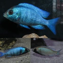 Placidochromis Gissel Cichlid