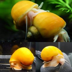 Golden Mystery Apple Snail