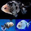 Panda Inkspot Ranchu