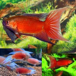 Red Apricot Paradise Fish