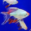 Longfin Platinum Jade Tiger Barbs