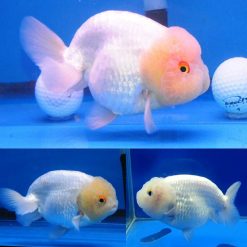 White Ranchu Lionhead