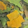 FKC Vege Flake 100g Premium Grain Free