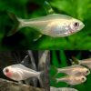 Albino Pristella Tetra