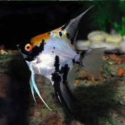 Marbled Gold Koi Angelfish