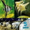 Assorted Colours Angelfish 5 Pack