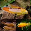Apistogramma Agassizi Gold Fire Red