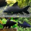 Black Shark