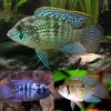 Blue Acara Cichlid