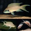 Brichardi Princess Cichlid