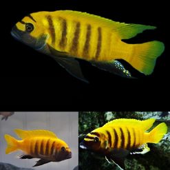 Gold Kawanga Zebra Cichlid