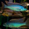 Yellow Lepturus Cichlid