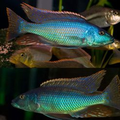 Yellow Lepturus Cichlid