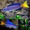 Red Tail Sardine Cichlid