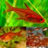 Fire Ember Tetra