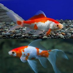 Comet Red & White Medium