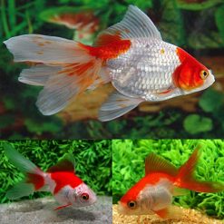 Fantail Red & White