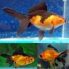 Fantail Red & Black