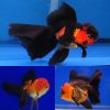 Oranda Black & Gold
