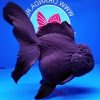 Oranda Black Large