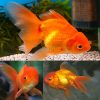 Oranda Red