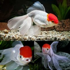Oranda Red Cap