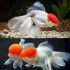 Oranda Red Cap Medium
