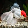 Oranda Red Cap X-Large