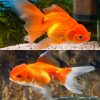 Red Oranda Goldfish Large