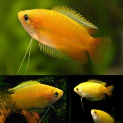 Dwarf Gourami - Gold Honey Dwarf Gourami 3cm