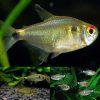 Head and tail Light Tetra