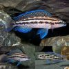 Blue Julie Cichlid