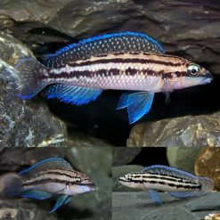 Blue Julie Cichlid