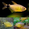 Kitty Tetra
