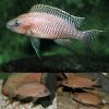Neolamprologus Walteri
