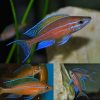 Blue Neon Cichlid