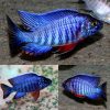 Blue Regal Peacock Cichlid