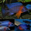 Red Shoulder Peacock Cichlid