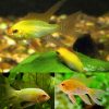 Longfin Gold Ram Cichlid