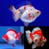 Ryukin Short Tail Assorted