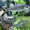Silver Sharks Large