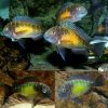 Sun Spot Tropheus